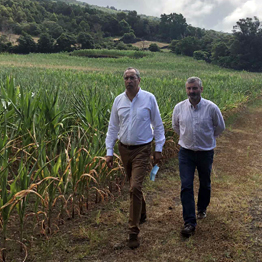 Governo dos Açores pronto para apoiar os produtores de milho forrageiro no Pico se continuar sem chover