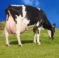 Açores recebem 46% do total de verbas atribuídas a Portugal para apoio aos produtores de leite